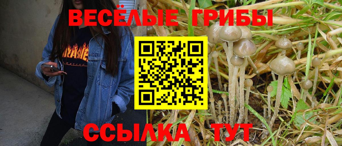 Псилоцибиновые грибы Cubensis Лениногорск